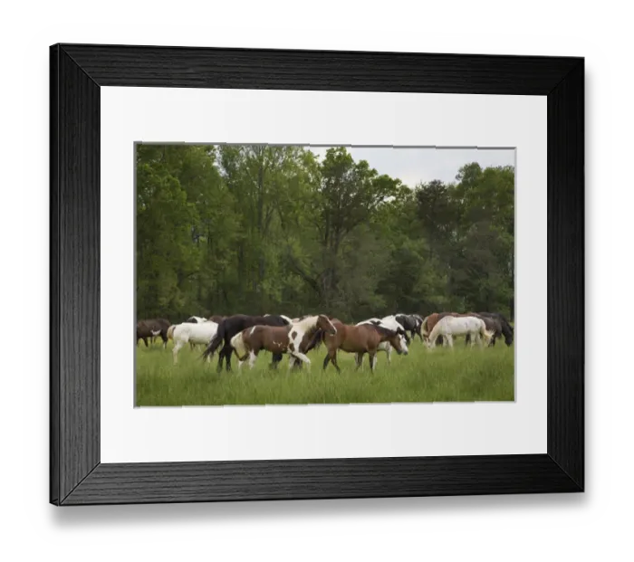 Framed Print : USA, Tennessee, Great Smoky Mountains National Park. Horses in Cades Cove pasture Framed Print : USA, Tennessee, Great Smoky Mountains National Park. Horses in Cades Cove pasture