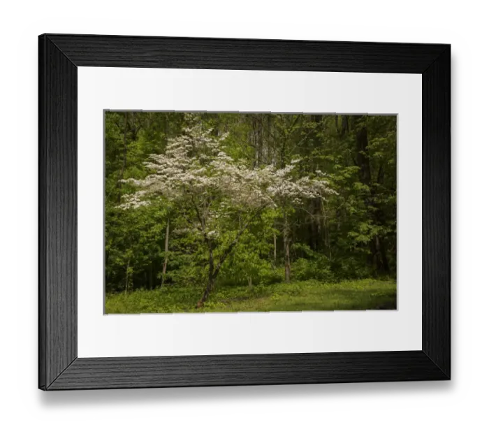 Framed Print : USA, Tennessee, Great Smoky Mountains National Park. Flowering dogwood tree. Credit as Framed Print : USA, Tennessee, Great Smoky Mountains National Park. Flowering dogwood tree. Credit as
