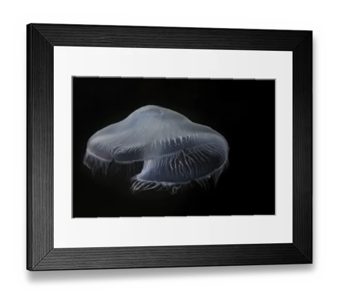 Framed Print : USA, Tennessee, Chattanooga. Moon jellyfish in aquarium