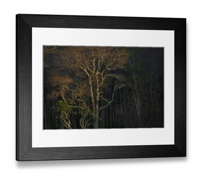 Framed Print : USA, Tennessee, Great Smoky Mountains National Park. Sunset on forest. Credit as