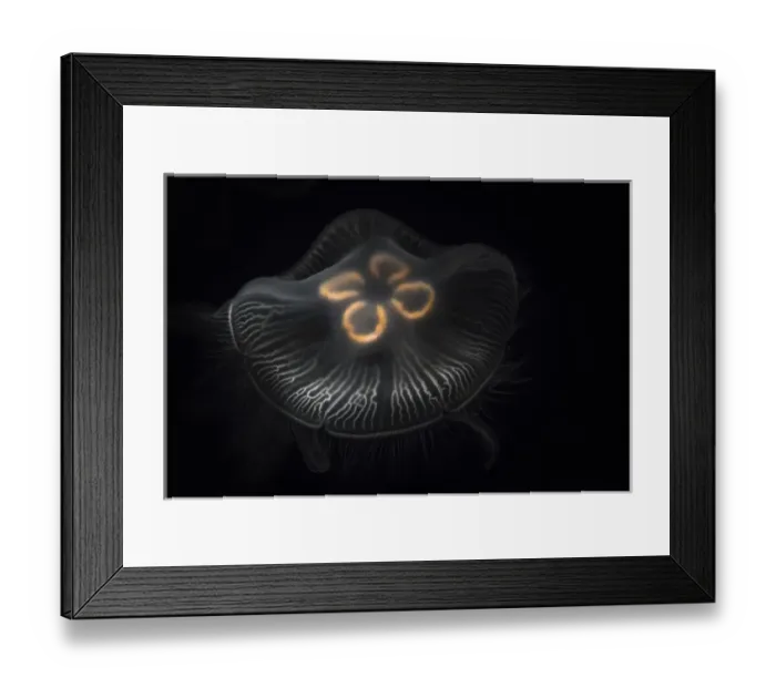 Framed Print : USA, Tennessee, Chattanooga. Moon jellyfish in aquarium Framed Print : USA, Tennessee, Chattanooga. Moon jellyfish in aquarium