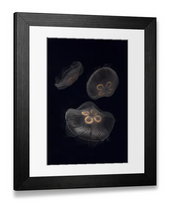 Framed Print : USA, Tennessee, Chattanooga. Moon jellyfish in aquarium Framed Print : USA, Tennessee, Chattanooga. Moon jellyfish in aquarium