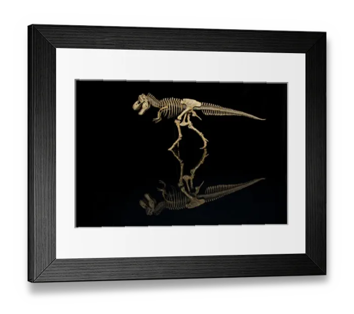 Framed Print : USA, Tennessee. T-rex skeleton replica reflection Framed Print : USA, Tennessee. T-rex skeleton replica reflection