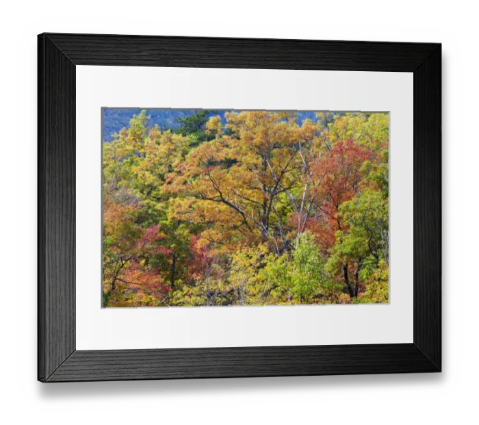 Framed Print : Tennessee, Great Smoky Mountains National Park, Roaring Fork Motor Nature Trail Framed Print : Tennessee, Great Smoky Mountains National Park, Roaring Fork Motor Nature Trail