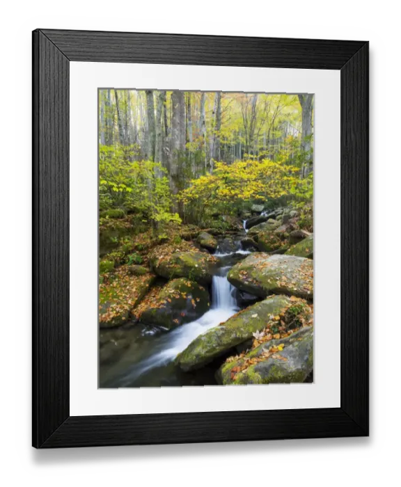 Framed Print : Tennessee, Great Smoky Mountains National Park, Roaring Fork Motor Nature Trail