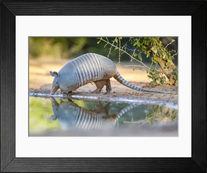 Framed Print : Nine-banded Armadillo (Dasypus novemcinctus) drinking Framed Print : Nine-banded Armadillo (Dasypus novemcinctus) drinking