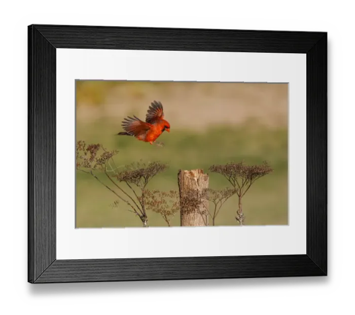 Framed Print : Northern Cardinal (Cardinalis cardinalis) male landing on perch Framed Print : Northern Cardinal (Cardinalis cardinalis) male landing on perch