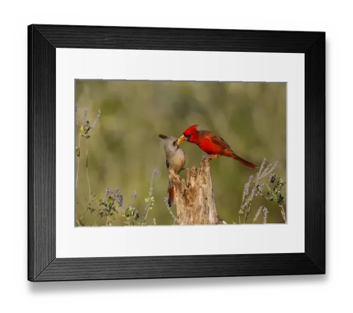 Framed Print : Northern Cardinal (Cardinalis cardinalis) challenging Pyrrhuloxia (Cardinalis sinuatus)