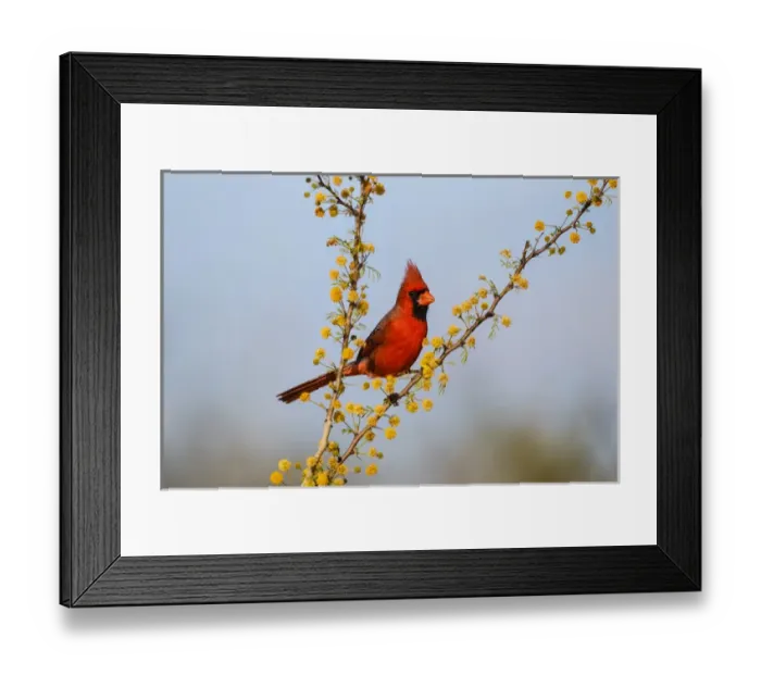 Framed Print : Northern Cardinal (Cardinalis cardinalis) male perched in blooming huishache tree