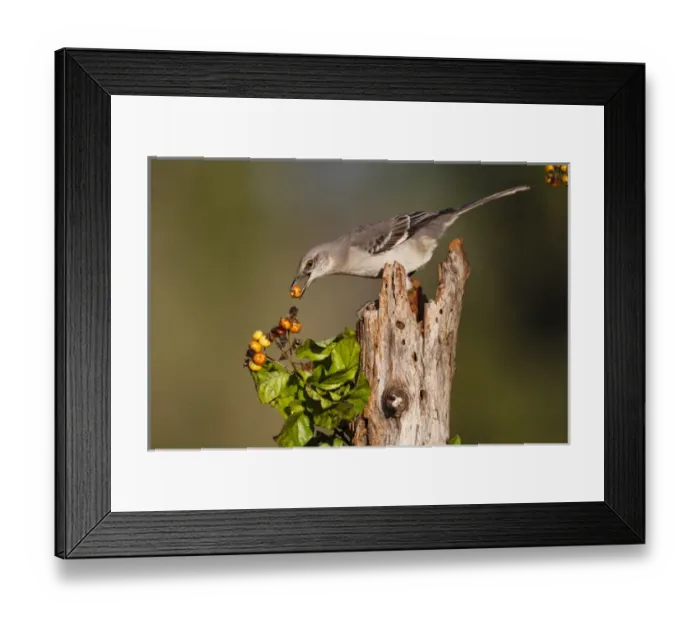 Framed Print : Northern Mockingbird (Mimus polyglottos) feeding on anaqua berries Framed Print : Northern Mockingbird (Mimus polyglottos) feeding on anaqua berries