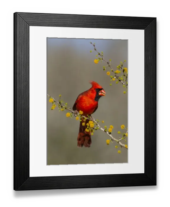 Framed Print : Northern Cardinal (Cardinalis cardinalis) male in huische tree