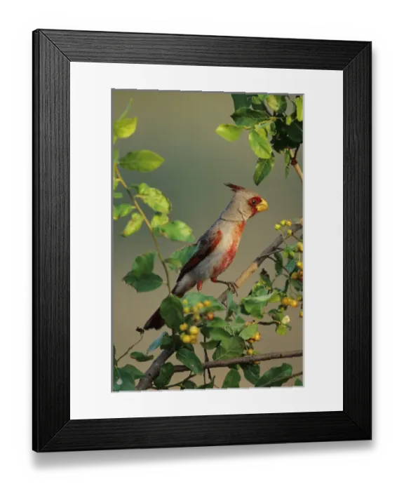 Framed Print : Pyrrhuloxia (Cardinalis sinuatus) male in Anacua tree (Ehretia anacua) Starr Co. TX Framed Print : Pyrrhuloxia (Cardinalis sinuatus) male in Anacua tree (Ehretia anacua) Starr Co. TX