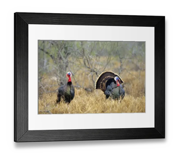 Framed Print : Rio Grande Wild Turkey (Meleagris Gallopavo) gobbler strutting, Starr Co Framed Print : Rio Grande Wild Turkey (Meleagris Gallopavo) gobbler strutting, Starr Co