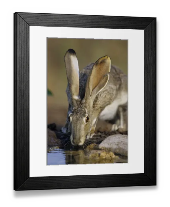 Framed Print : Black-tailed Jack Rabbit (Lepus californicus) drinking at water Starr Co. TX