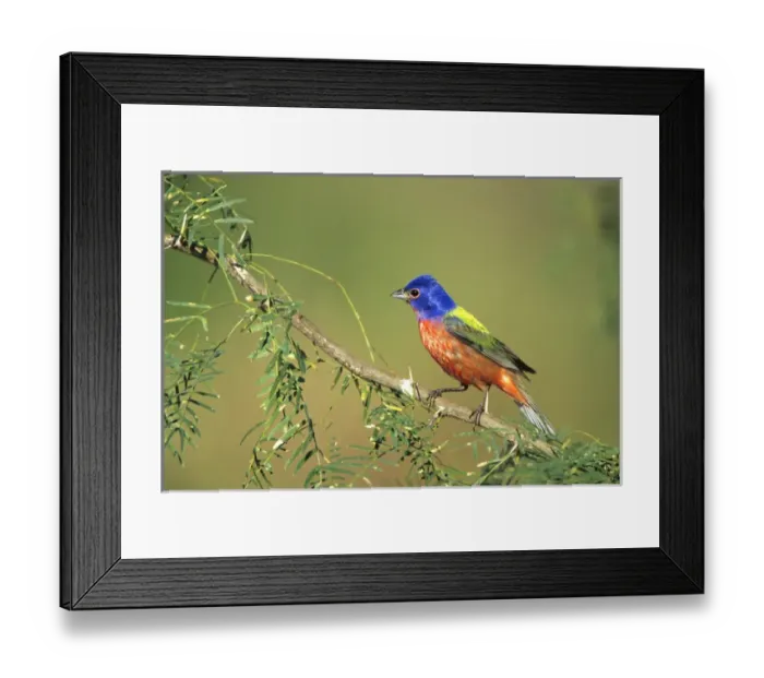 Framed Print : Painted Bunting (Passerina ciris) male Starr Co. TX