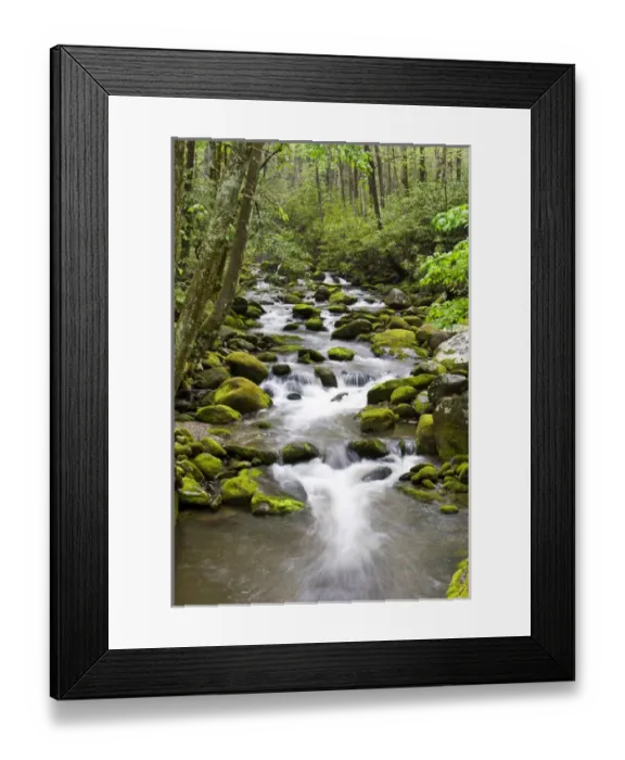 Framed Print : Roaring Fork in spring along Roaring Fork Motor Trail, Great Smoky Mountains National Park Framed Print : Roaring Fork in spring along Roaring Fork Motor Trail, Great Smoky Mountains National Park