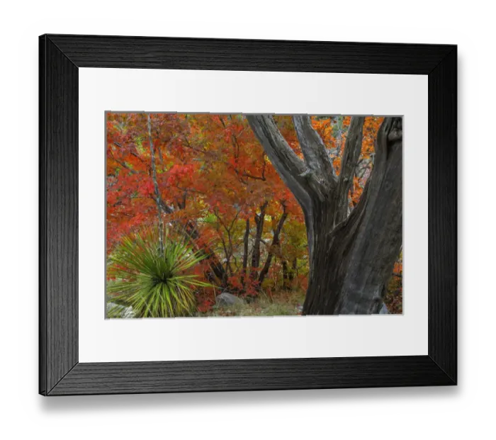 Framed Print : USA, Texas, Guadalupe Mountains National Park. Bigtooth maple and dead juniper tree Framed Print : USA, Texas, Guadalupe Mountains National Park. Bigtooth maple and dead juniper tree