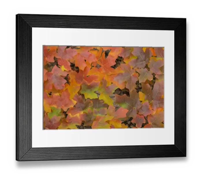 Framed Print : USA, Texas, Guadalupe Mountains National Park. Fallen bigtooth maple leaves in autumn color Framed Print : USA, Texas, Guadalupe Mountains National Park. Fallen bigtooth maple leaves in autumn color