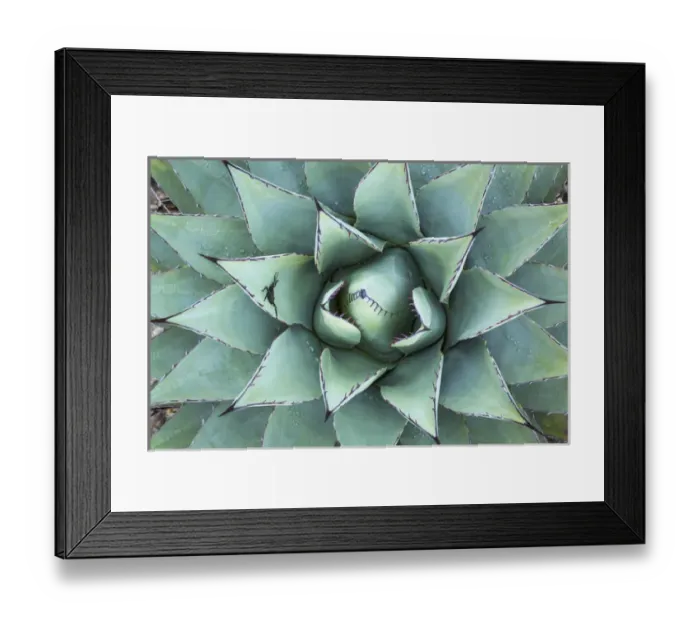 Framed Print : USA, Texas, Guadalupe Mountains National Park. Close-up of New Mexico agave plant Framed Print : USA, Texas, Guadalupe Mountains National Park. Close-up of New Mexico agave plant