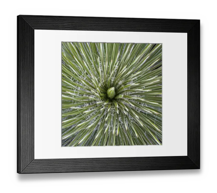 Framed Print : USA, Texas, Guadalupe Mountains National Park. Close-up of soaptree yucca plant. Credit as Framed Print : USA, Texas, Guadalupe Mountains National Park. Close-up of soaptree yucca plant. Credit as