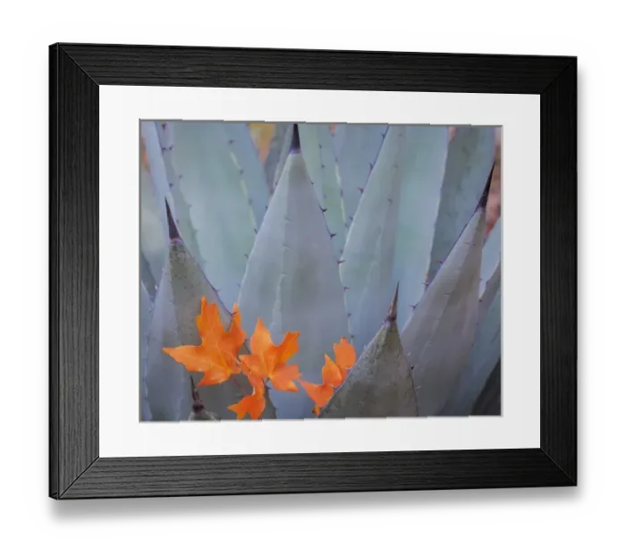 Framed Print : USA, Texas, Guadalupe Mountains National Park. Bigtooth maple leaves on New Mexican agave plant Framed Print : USA, Texas, Guadalupe Mountains National Park. Bigtooth maple leaves on New Mexican agave plant