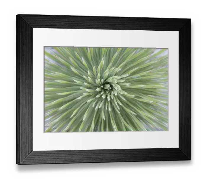 Framed Print : USA, Texas, Guadalupe Mountains National Park. Close-up of soaptree yucca plant. Credit as Framed Print : USA, Texas, Guadalupe Mountains National Park. Close-up of soaptree yucca plant. Credit as