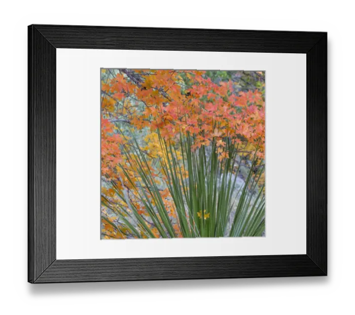 Framed Print : USA, Texas, Guadalupe Mountains National Park. Scenic of McKittrick Canyon. Credit as