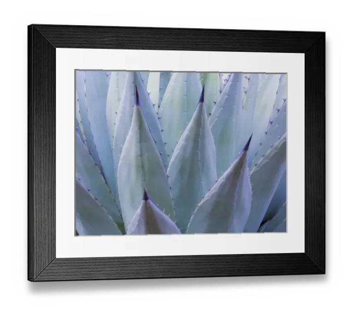 Framed Print : USA, Texas, Guadalupe Mountains National Park. Detail of New Mexican agave plant