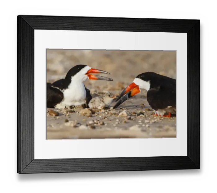 Framed Print : Black Skimmer and chick Framed Print : Black Skimmer and chick
