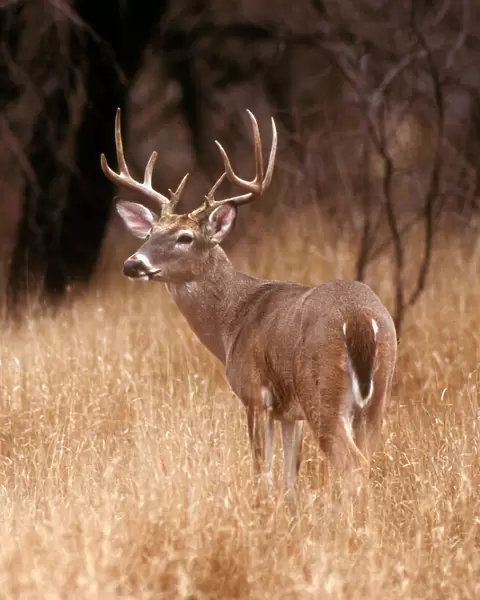 A white tailed deer stays alert to predators in Choke Canyon State Park in Texas
