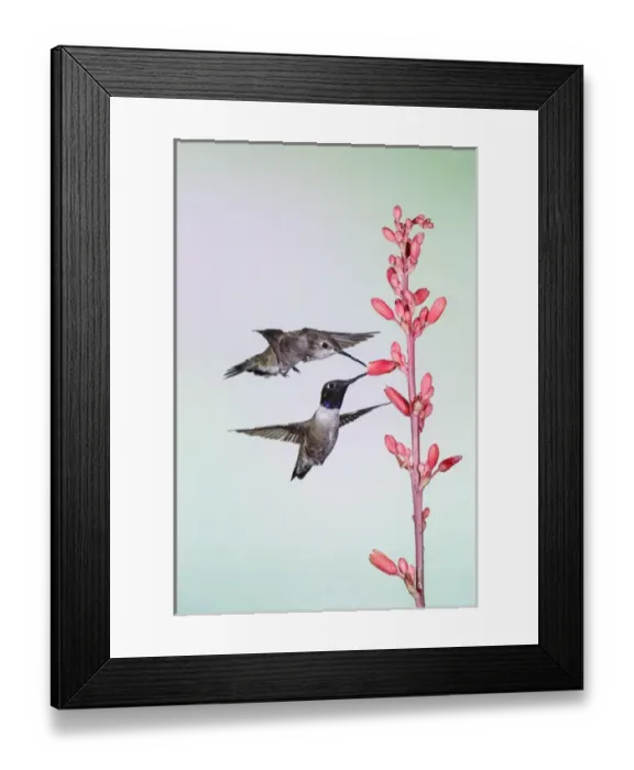 Framed Print : Black-chinned Hummingbird (Archilochus alexandri) adult male feeding Framed Print : Black-chinned Hummingbird (Archilochus alexandri) adult male feeding