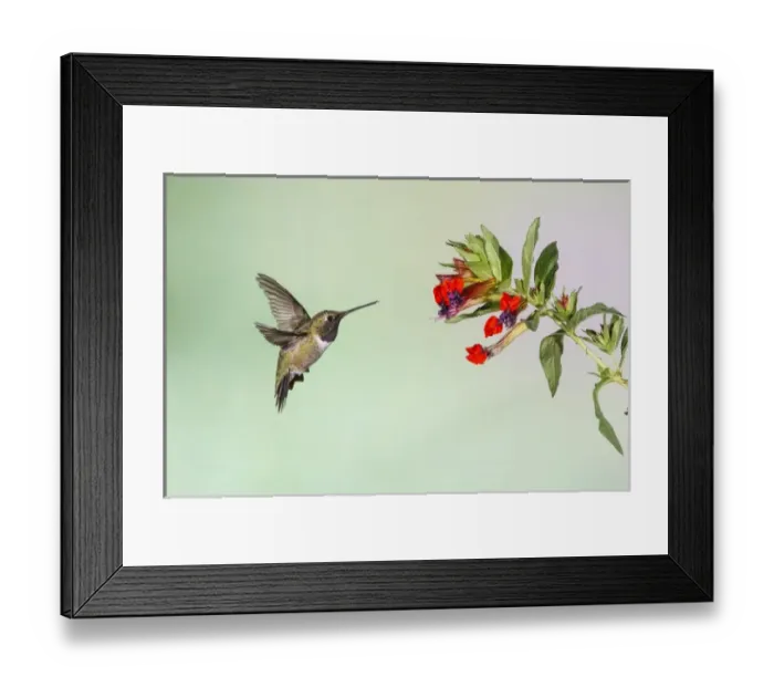 Framed Print : Black-chinned Hummingbird (Archilochus alexandri) adult male feeding Framed Print : Black-chinned Hummingbird (Archilochus alexandri) adult male feeding