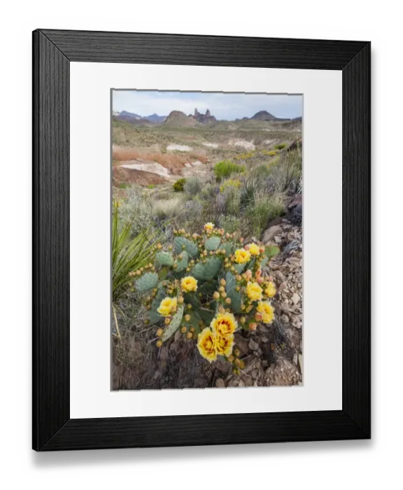 Framed Print : Mule Ears formation and prickly pear flowers in Big Bend National Park Framed Print : Mule Ears formation and prickly pear flowers in Big Bend National Park