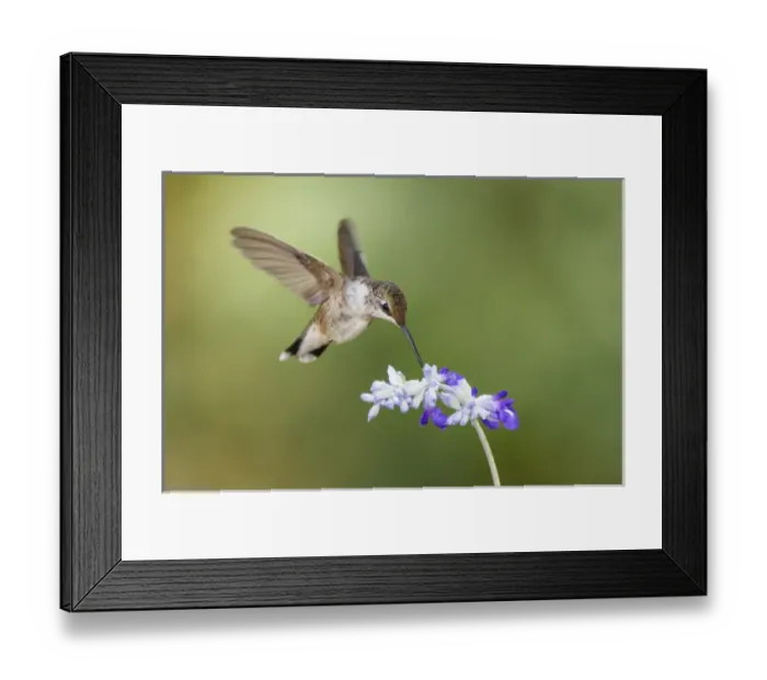 Framed Print : Black-chinned Hummingbird feeding Framed Print : Black-chinned Hummingbird feeding