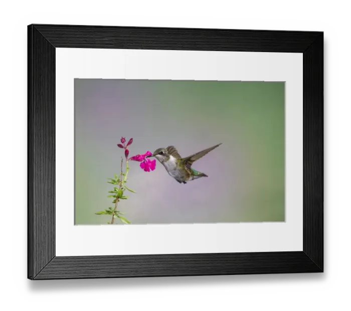 Framed Print : Black-chinned Hummingbird (Archilochus alexandri) female feeding Framed Print : Black-chinned Hummingbird (Archilochus alexandri) female feeding