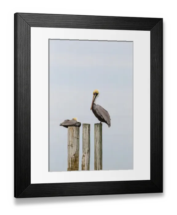Framed Print : Brown Pelican (Pelican occidentalis) resting on piling