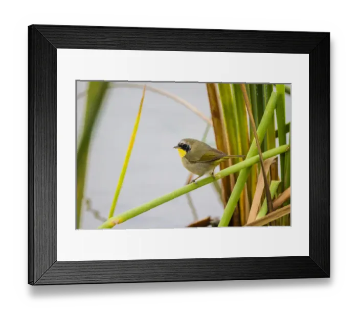 Framed Print : Common Yellowthroat (Geothlypis trichas) male in freshwater marsh habitat