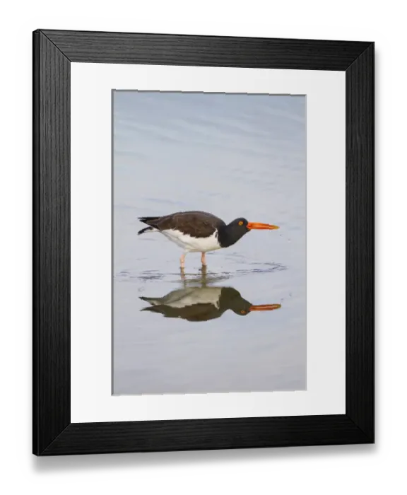 Framed Print : American Oystercatcher (Haematopus palliatus) drinking