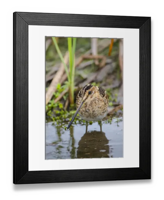 Framed Print : Common Snipe (Gallinago gallinago) adult feeding in marsh Framed Print : Common Snipe (Gallinago gallinago) adult feeding in marsh