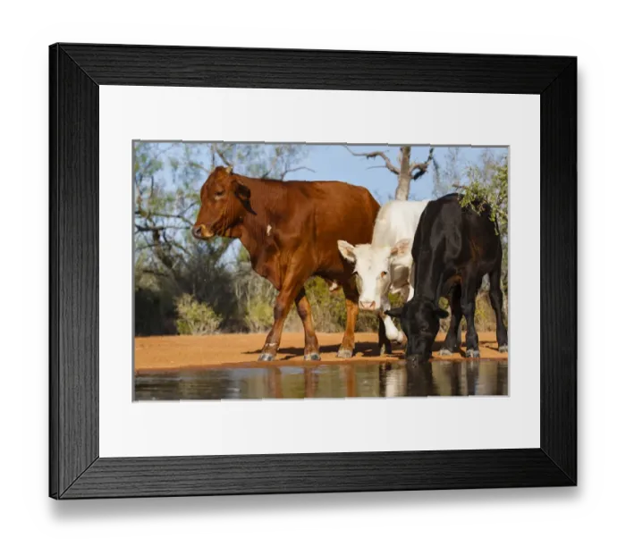 Framed Print : Cattle drinking
