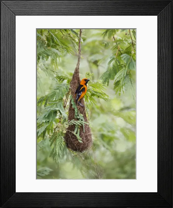 Framed Print : Altamira Oriole (Icterus gularis) at nest