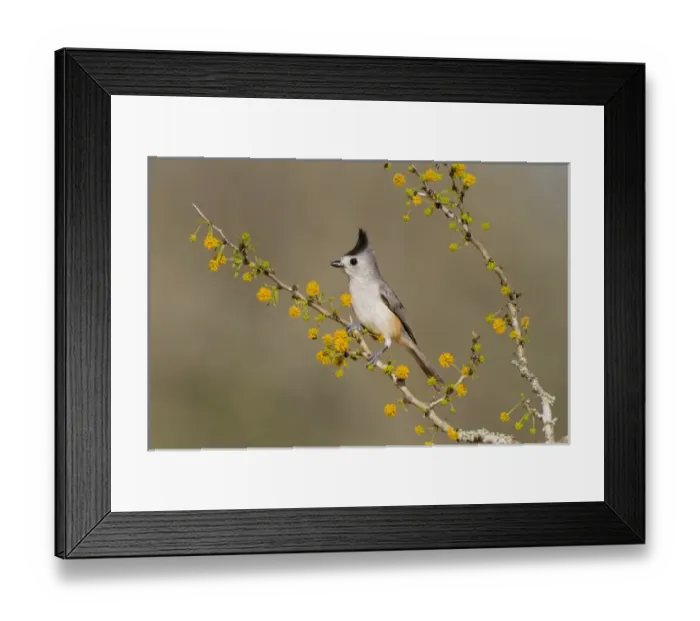 Framed Print : Black-crested Titmouse (Baeolophus atricristatus) perched in huisache tree
