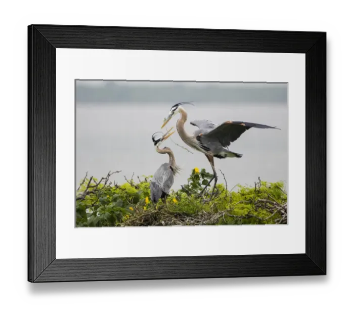 Framed Print : Great Blue Heron (Ardea herodias) Framed Print : Great Blue Heron (Ardea herodias)