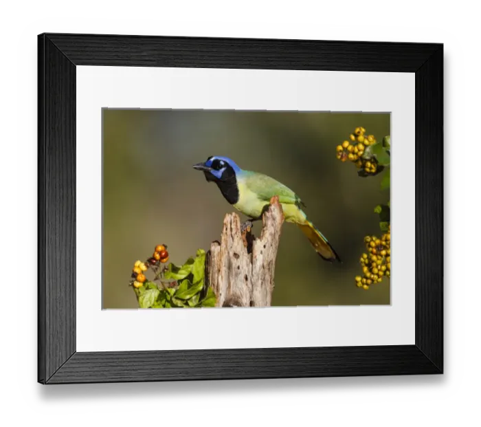 Framed Print : Green Jay (Cyanocorax yncas) perched Framed Print : Green Jay (Cyanocorax yncas) perched