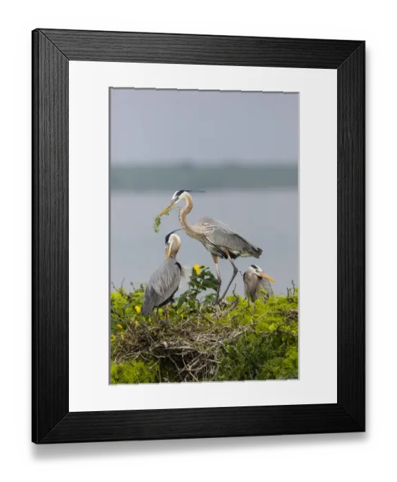 Framed Print : Great Blue Heron (Ardea herodias) Framed Print : Great Blue Heron (Ardea herodias)