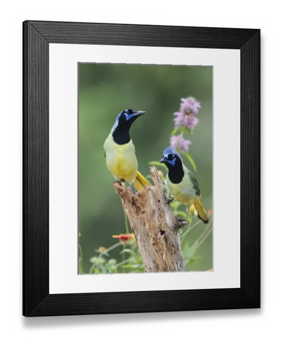 Framed Print : Green Jay (Cyanocorax yncas) perched Framed Print : Green Jay (Cyanocorax yncas) perched