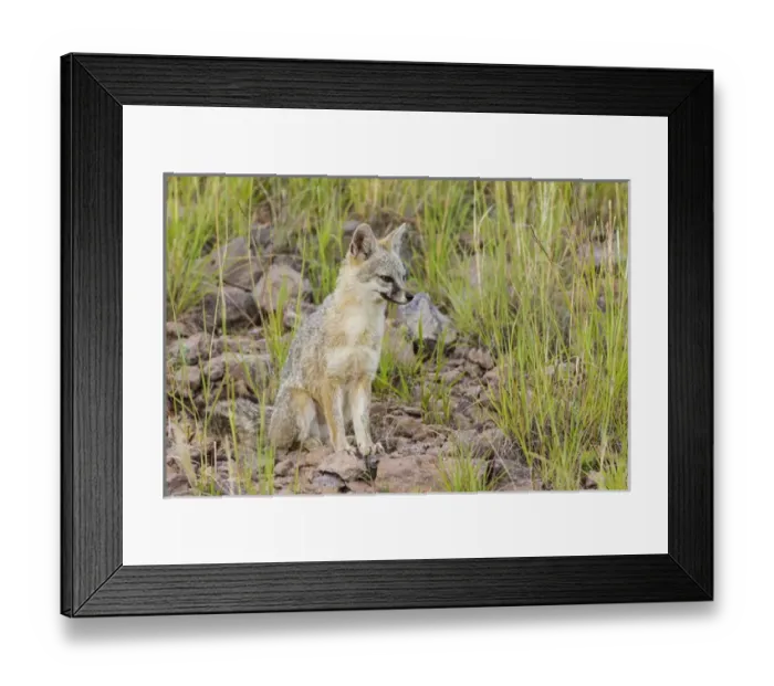 Framed Print : Gray Fox (Urocyon cinereoargenteus) adult on hillside