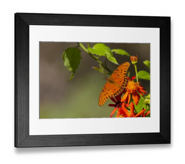 Framed Print : Gulf Fritillary (Agraulis vanillae) butterfly nectaring on flowers Framed Print : Gulf Fritillary (Agraulis vanillae) butterfly nectaring on flowers