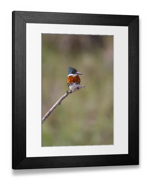 Framed Print : Green Kingfisher (Chloroceryle americana) male on hunting perch Framed Print : Green Kingfisher (Chloroceryle americana) male on hunting perch