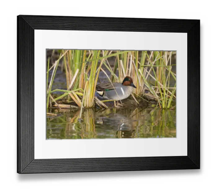 Framed Print : Green-winged Teal (Anas crecca) male resting in cattails